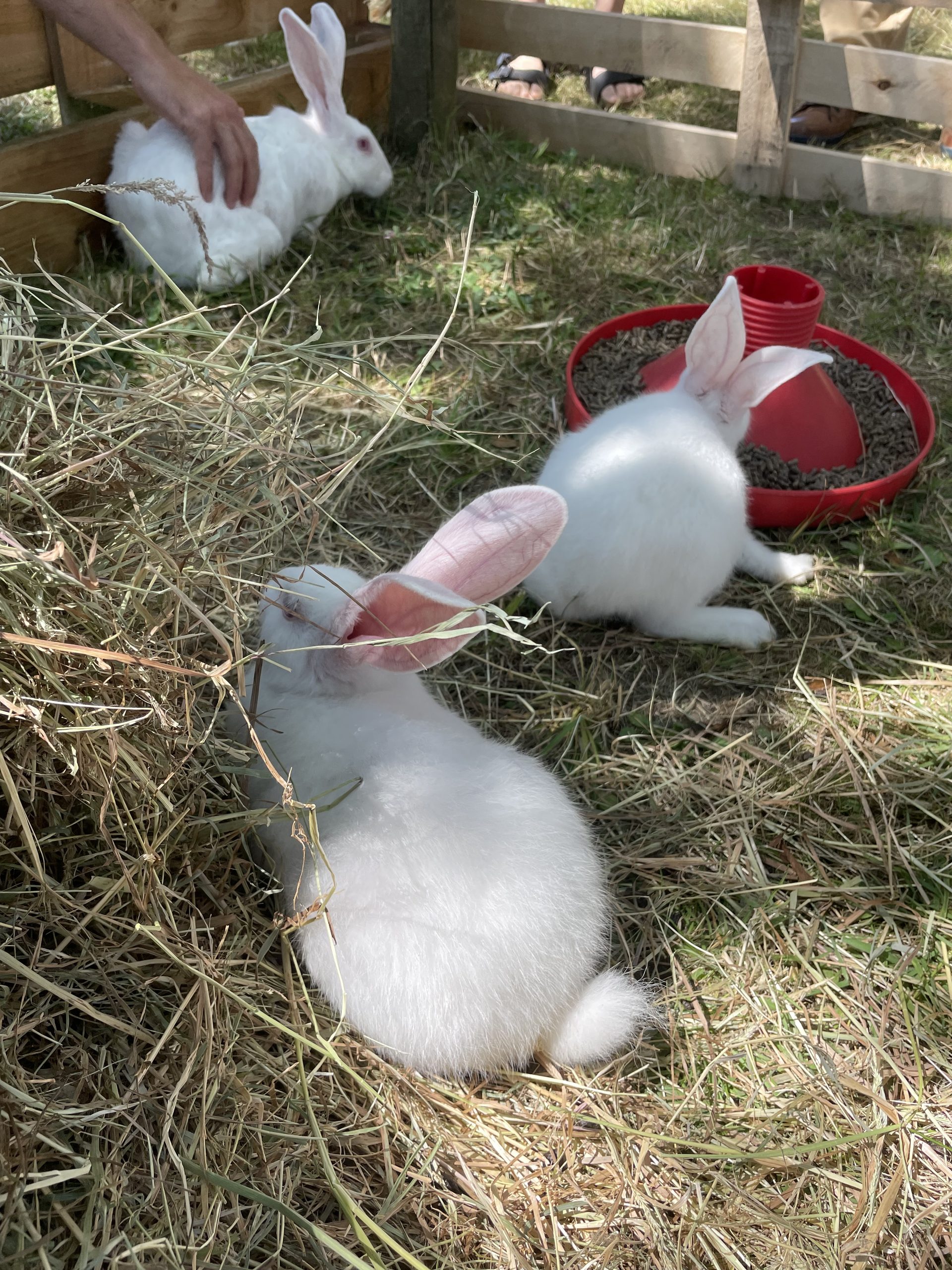 Mini ferme – Les Estivales du Moulin