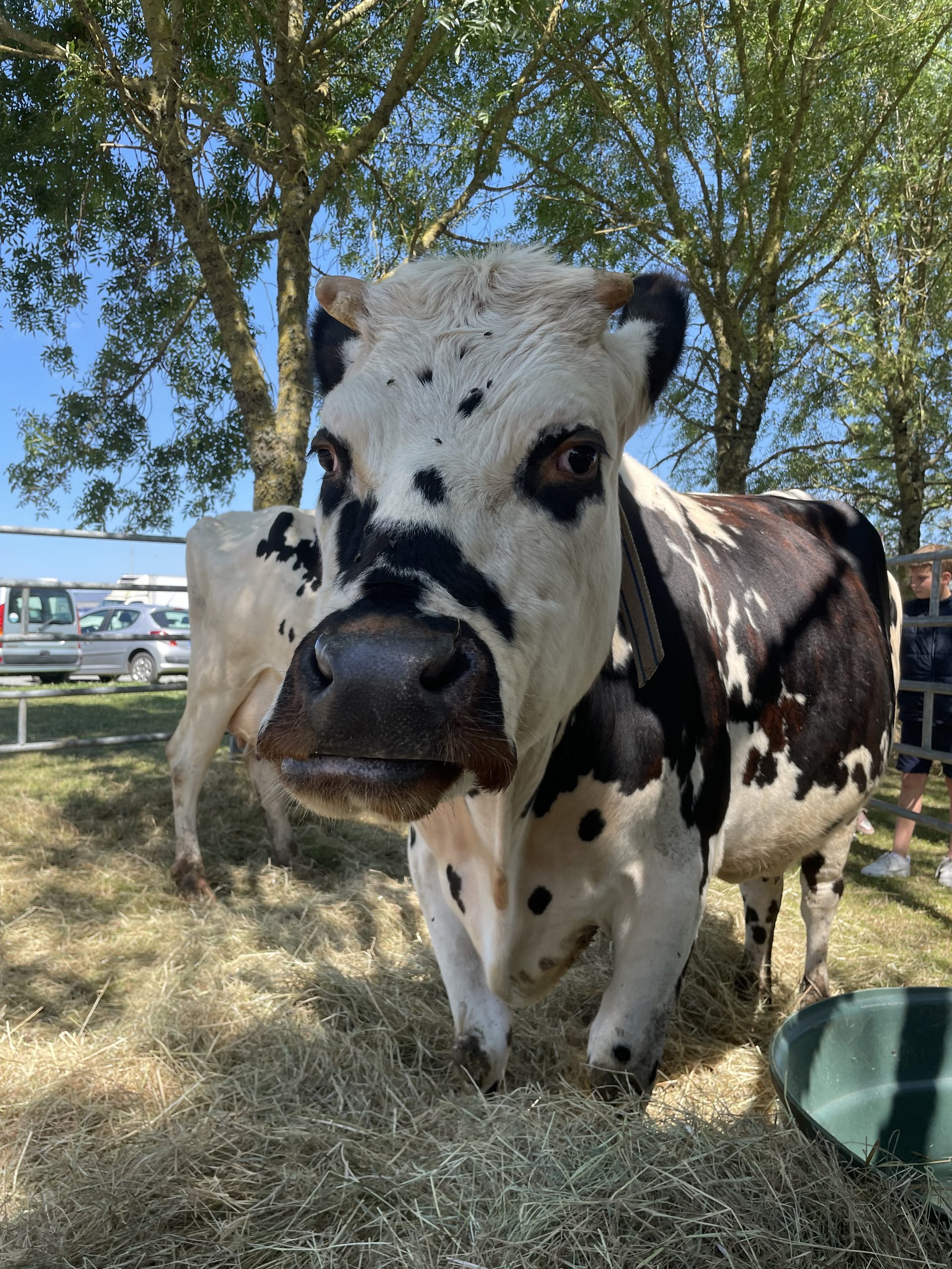 Mini ferme vache – Les Estivales du Moulin